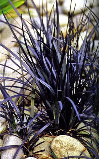 Ophiopogon planiscarpus Nigrescens